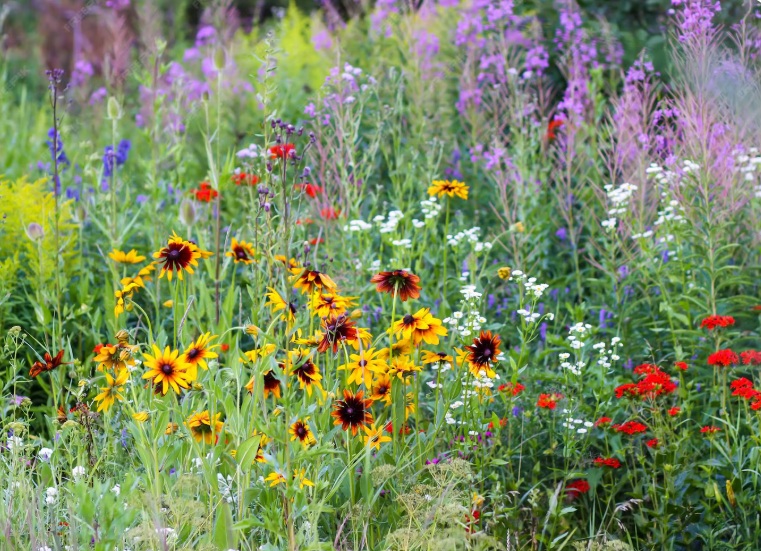 biodiversiteit dankzij bloemen