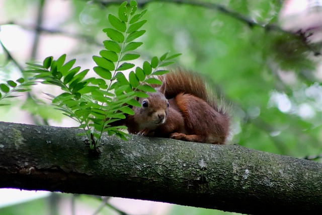 vertragen tussen de bomen