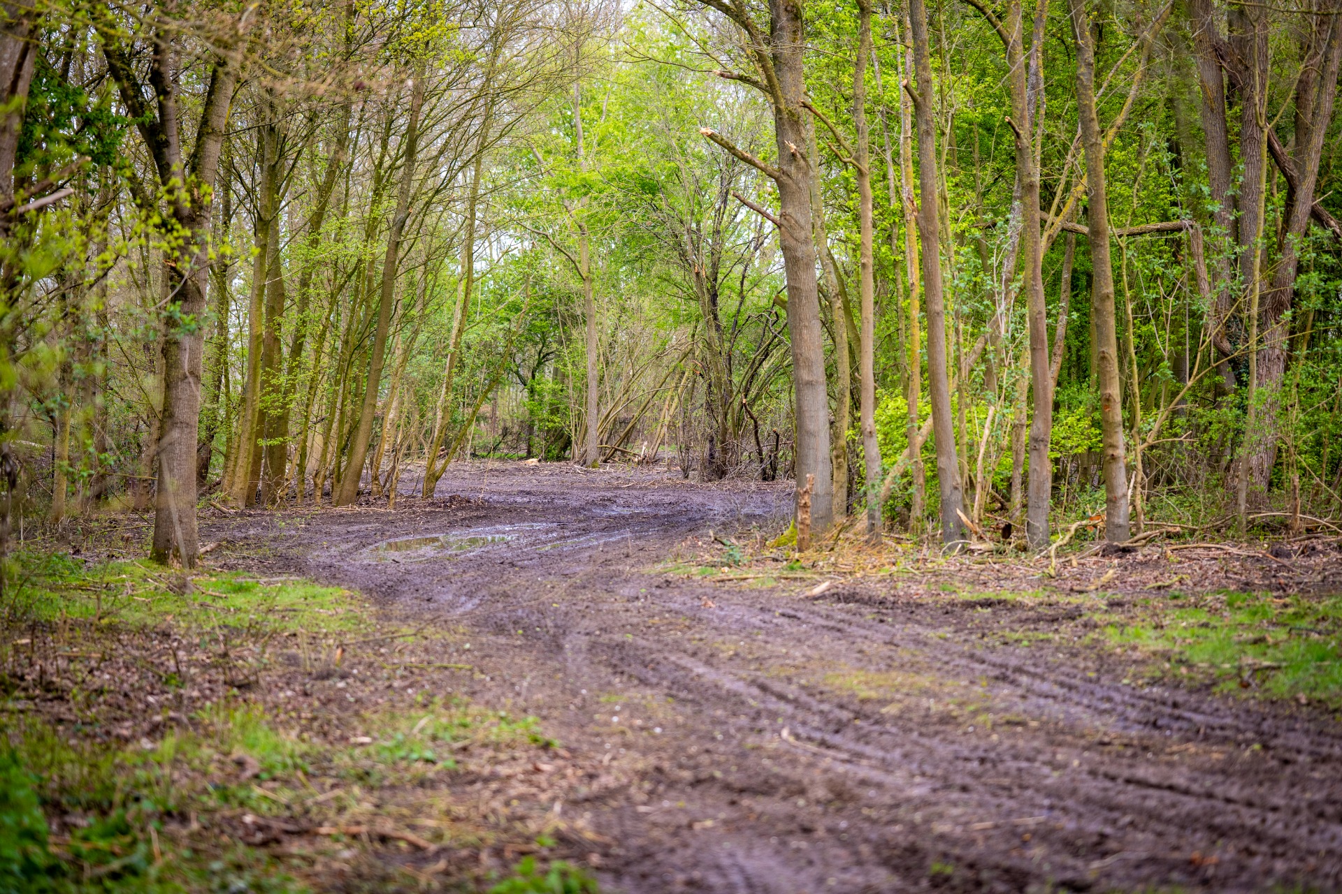 ademruimte creëren voor levend hout