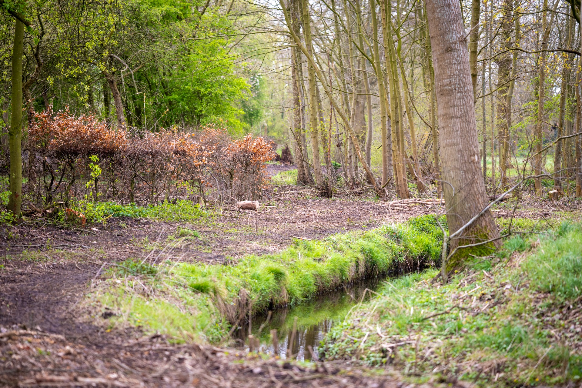 vertragen tussen de bomen